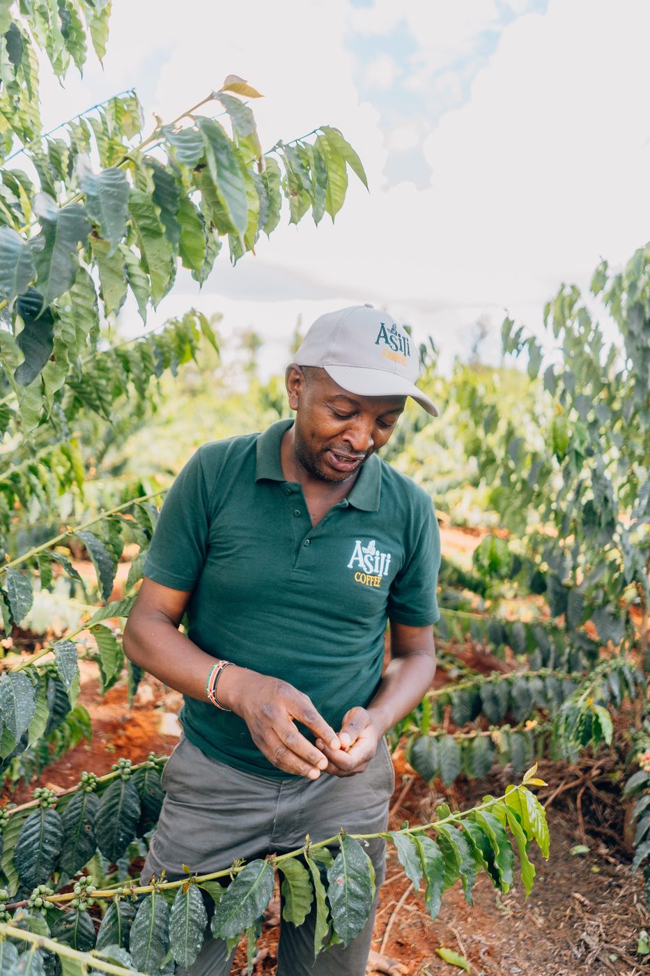 Coffee farmer in branded polo inspecting cherries on the row