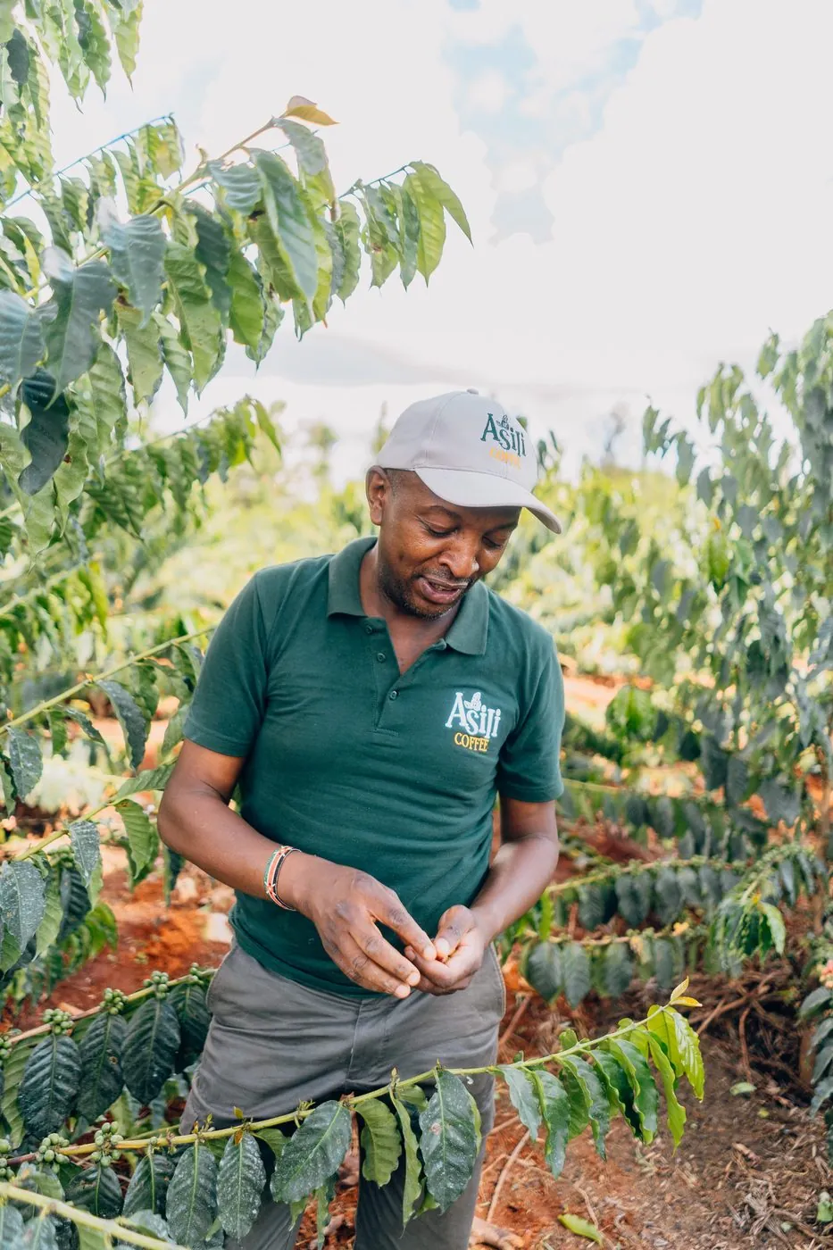 Coffee farmer in branded polo inspecting cherries on the row