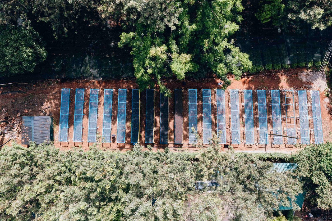 Aerial view of a long row of blue-framed shade beds running through a forest clearing, red earth between them