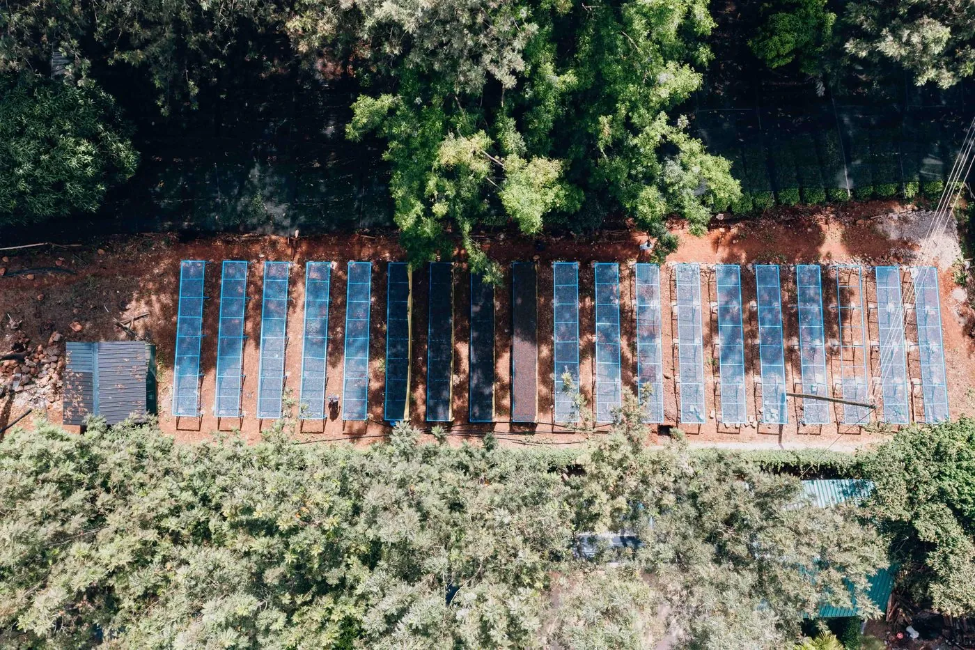 Aerial view of a long row of blue-framed shade beds running through a forest clearing, red earth between them