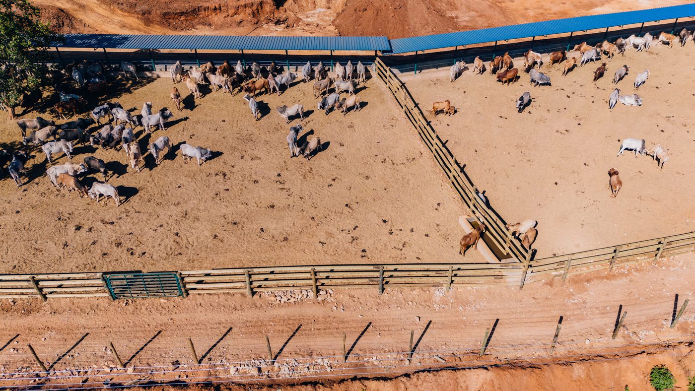 Aerial of two adjacent cattle holding pens divided by a wooden race, herds in each pen, covered feed alley along the top edge