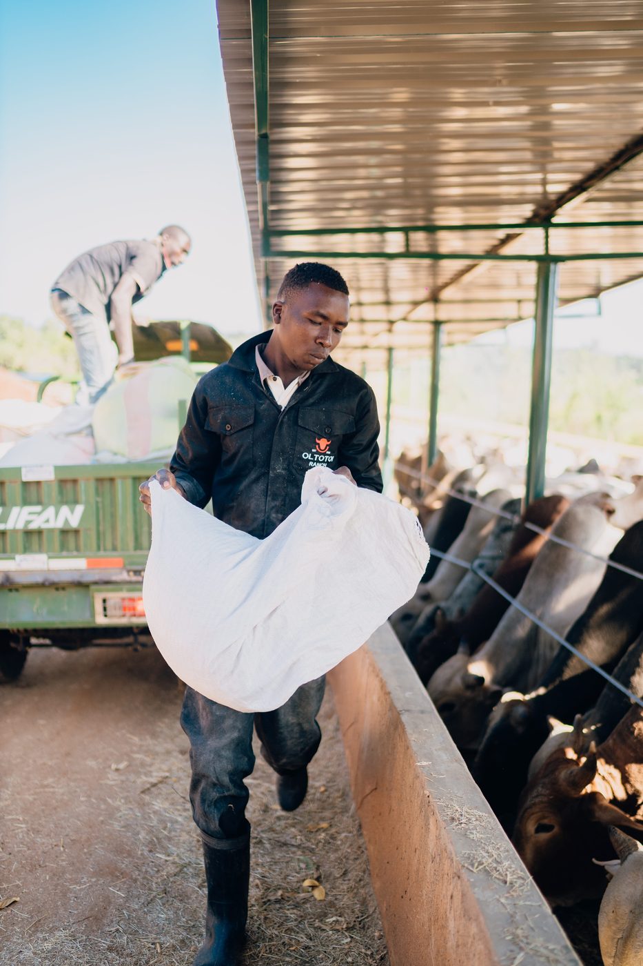 Worker in a black Oltotoi Ranch jacket carrying a bulging white feed sack toward a concrete trough lined with feeding cattle