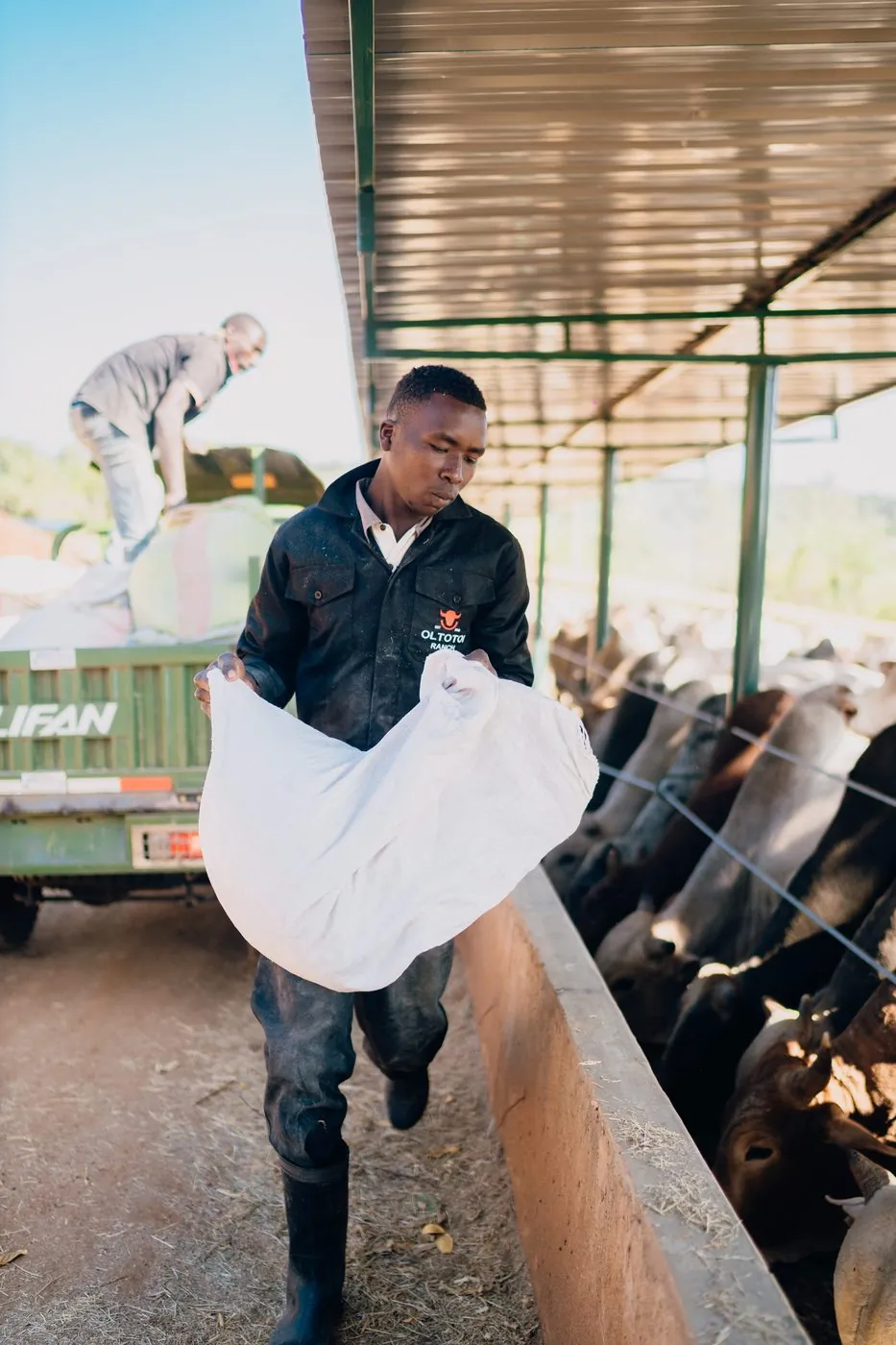 Worker in a black Oltotoi Ranch jacket carrying a bulging white feed sack toward a concrete trough lined with feeding cattle