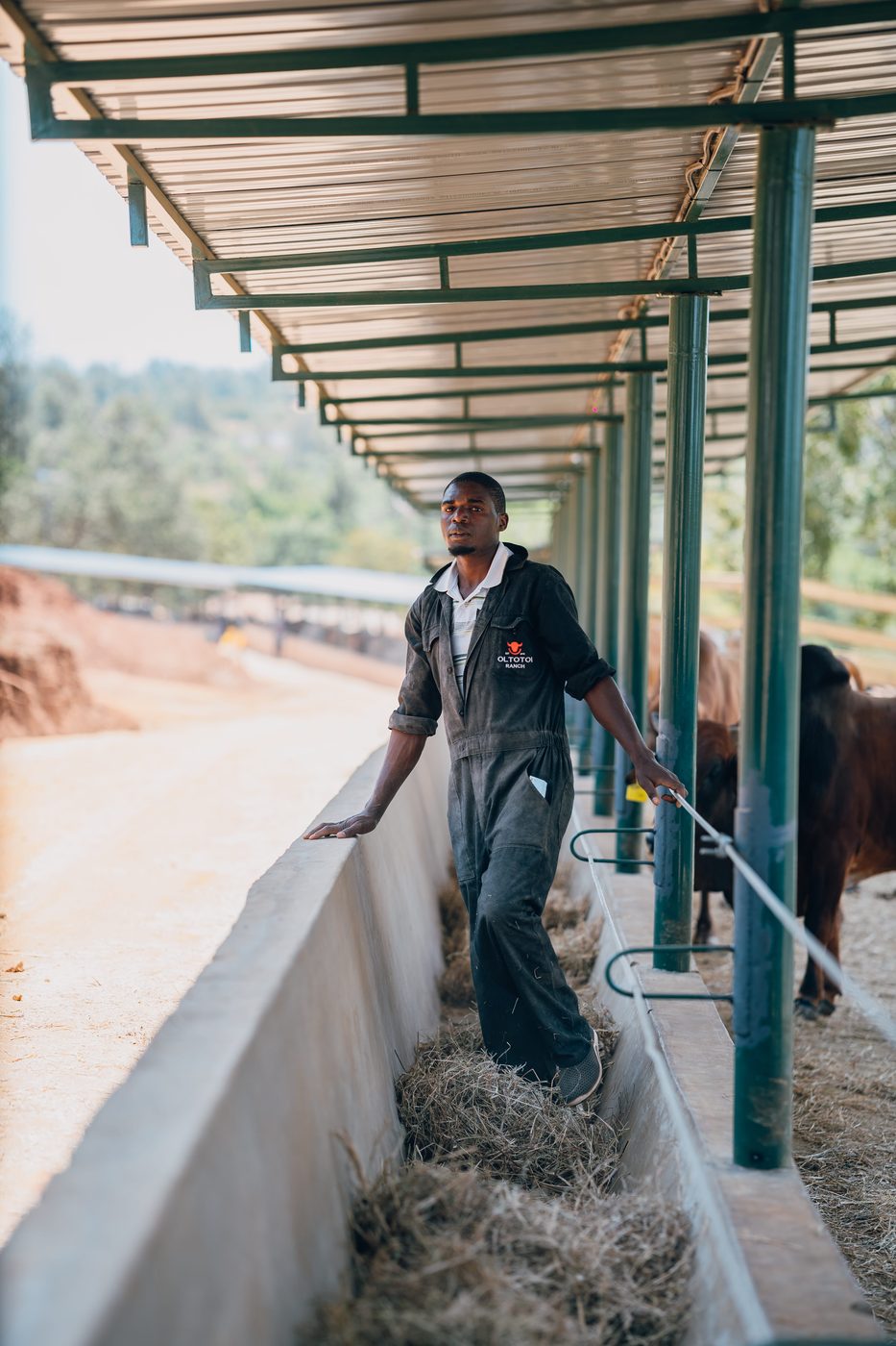 Worker in dark Oltotoi coveralls walking the concrete feed trough under a long green-pillared canopy