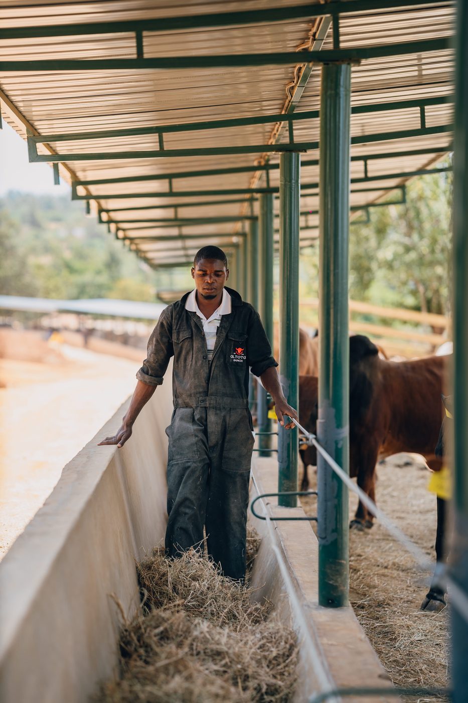 Same alley from a slightly different vantage — the worker returning toward camera, hay spread along the trough
