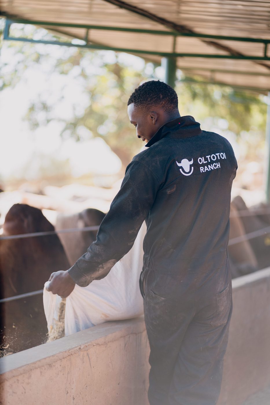 Back of a worker wearing a black Oltotoi Ranch coverall with the logo across the shoulders, leaning over the trough to spread feed