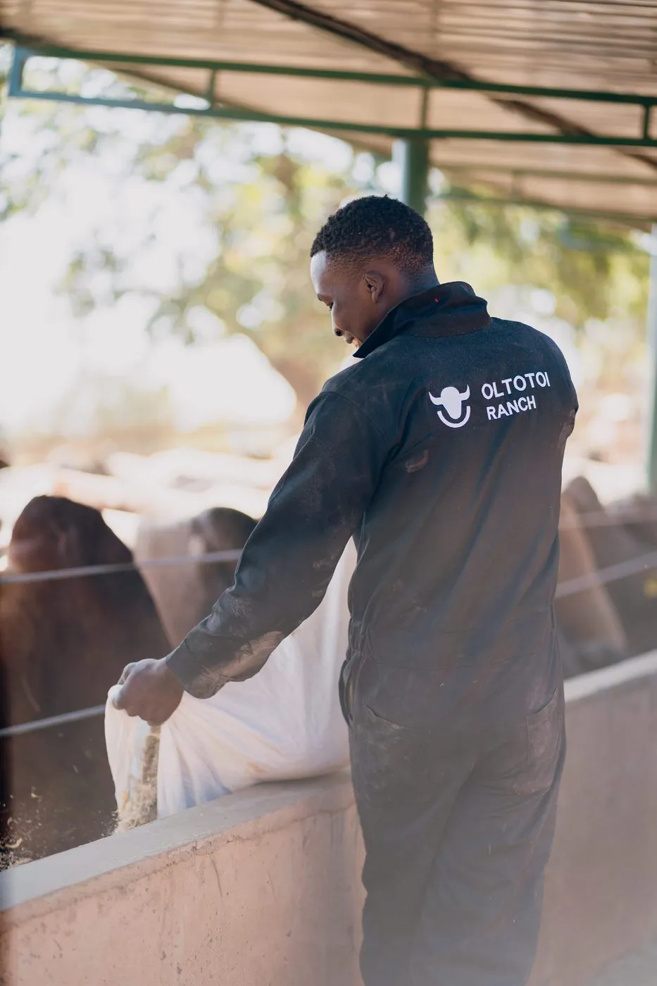 Back of a worker wearing a black Oltotoi Ranch coverall with the logo across the shoulders, leaning over the trough to spread feed